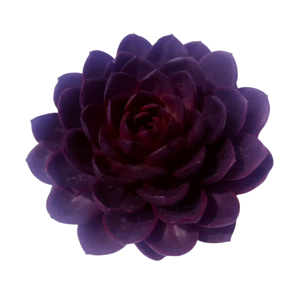 巧克力玫瑰精品多肉 新手好养满9.9包邮以直播间标准发精选精养