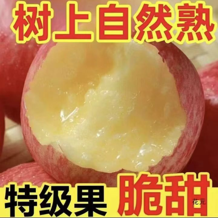  新鲜当季脆甜多汁红富士苹果高原苹果当季新鲜水果冰糖心rx