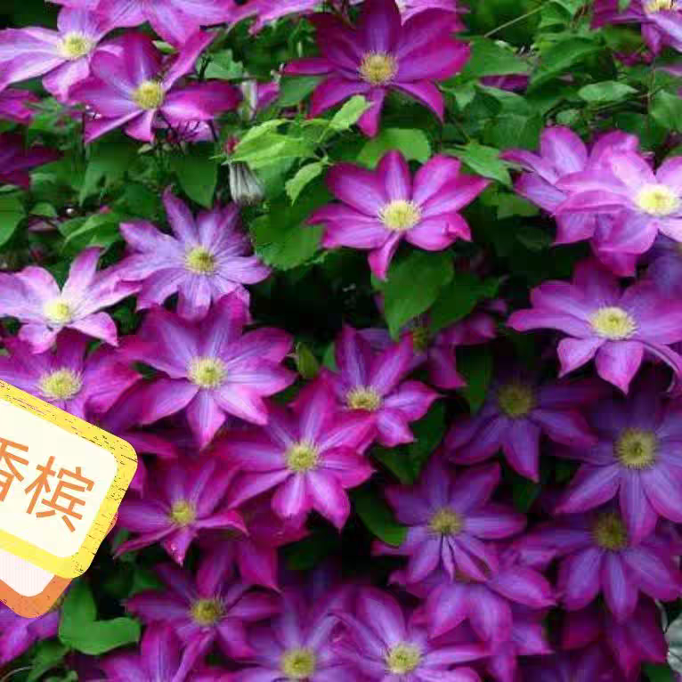 粉香槟二类早花铁线莲阳台庭院爬藤耐寒