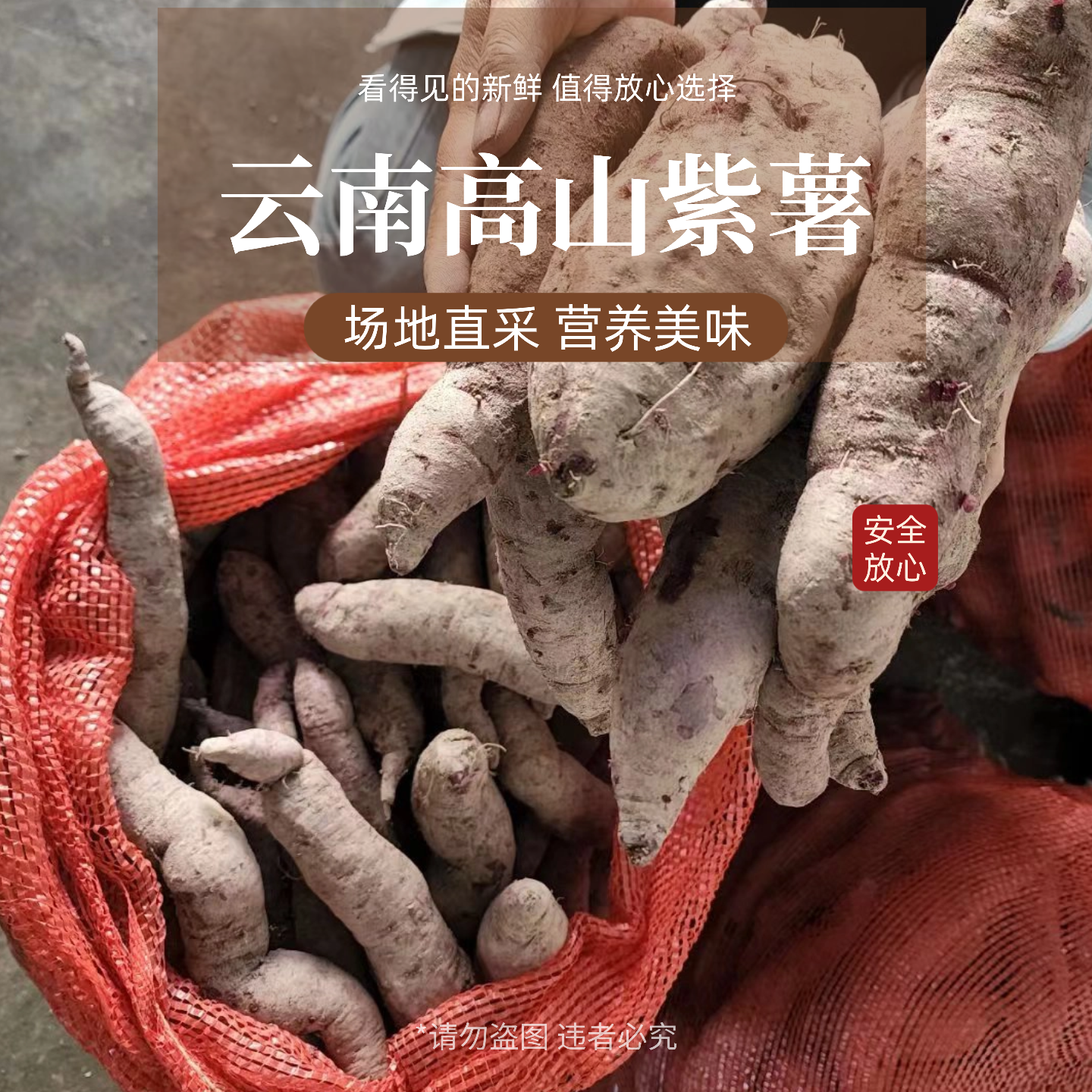 2025云南诗礼高山紫薯软糯香甜纤维细腻口感绵密