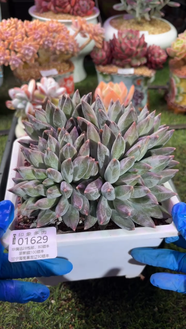 【闪购商品】01629