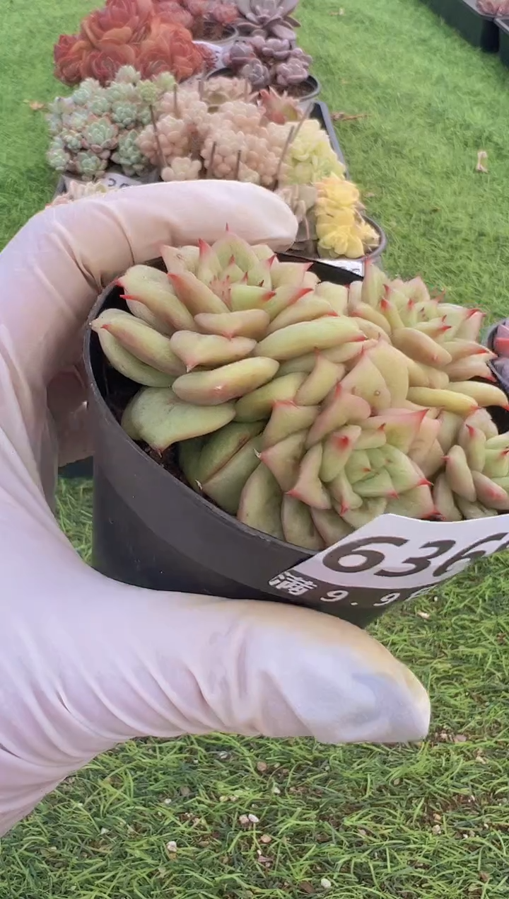 【闪购商品】信福多肉一物一拍