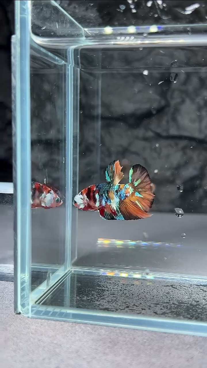 斗鱼竞拍链接028