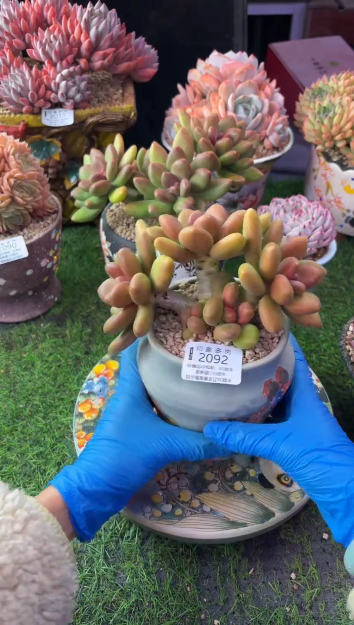 昆明印象多肉2092