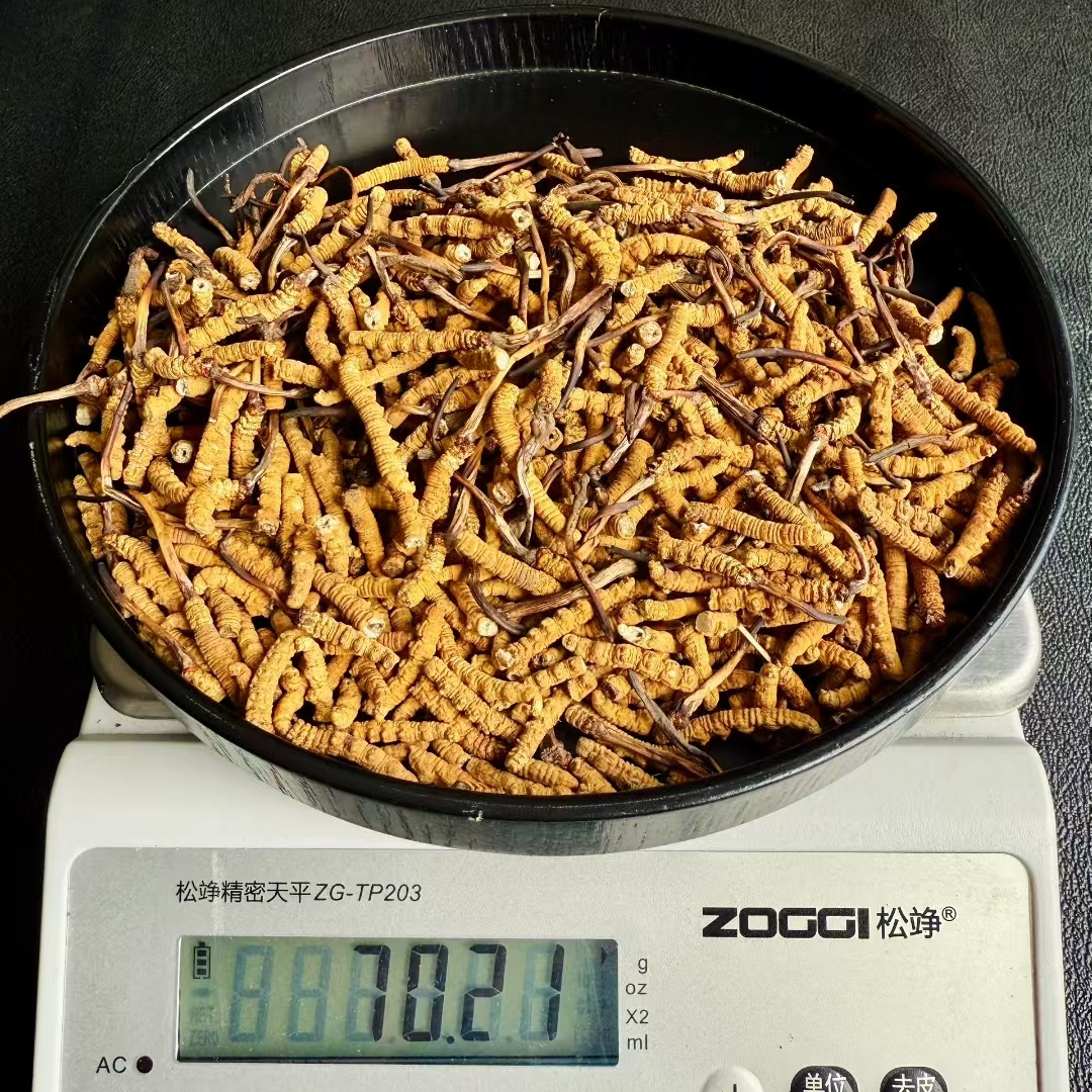 【精选大断草】正宗藏区高海拔冬虫夏草  自己吃  划算装