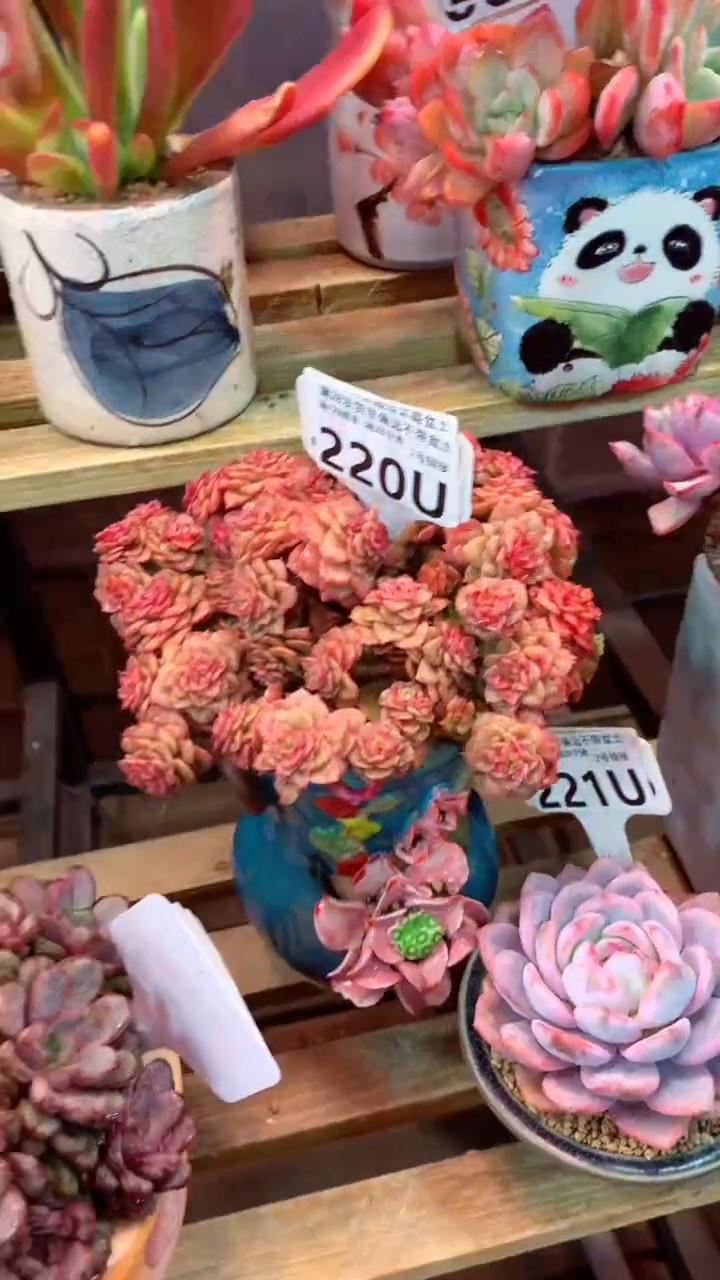 220 U（一物一拍，精品多肉，w所见即所得 ）