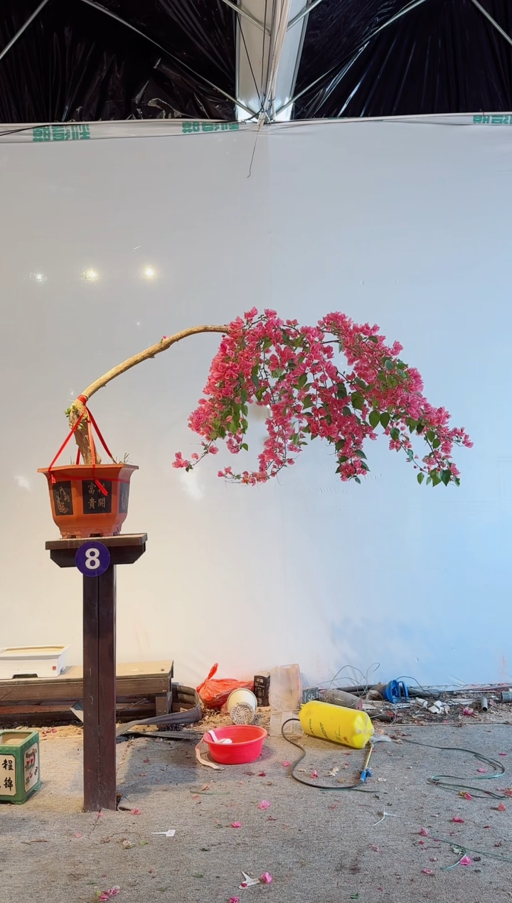 【闪购商品】盆景粉红樱