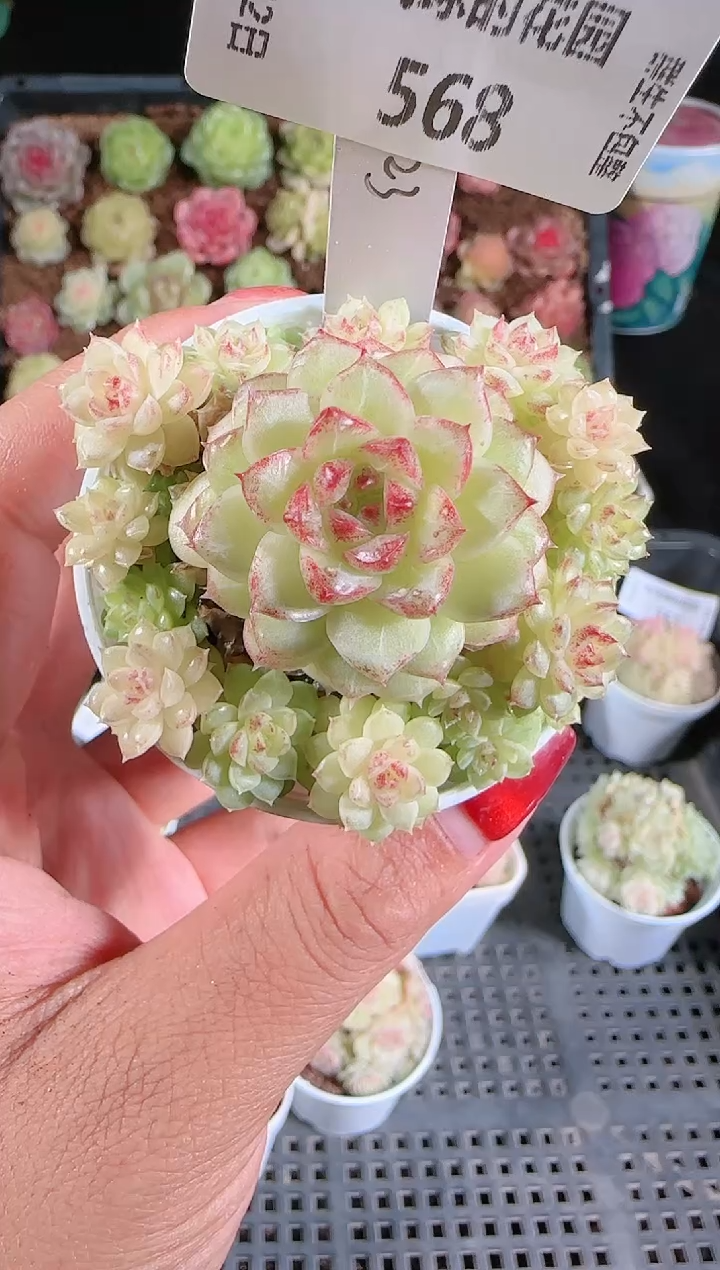 1202-568ttp23多肉群生不包整