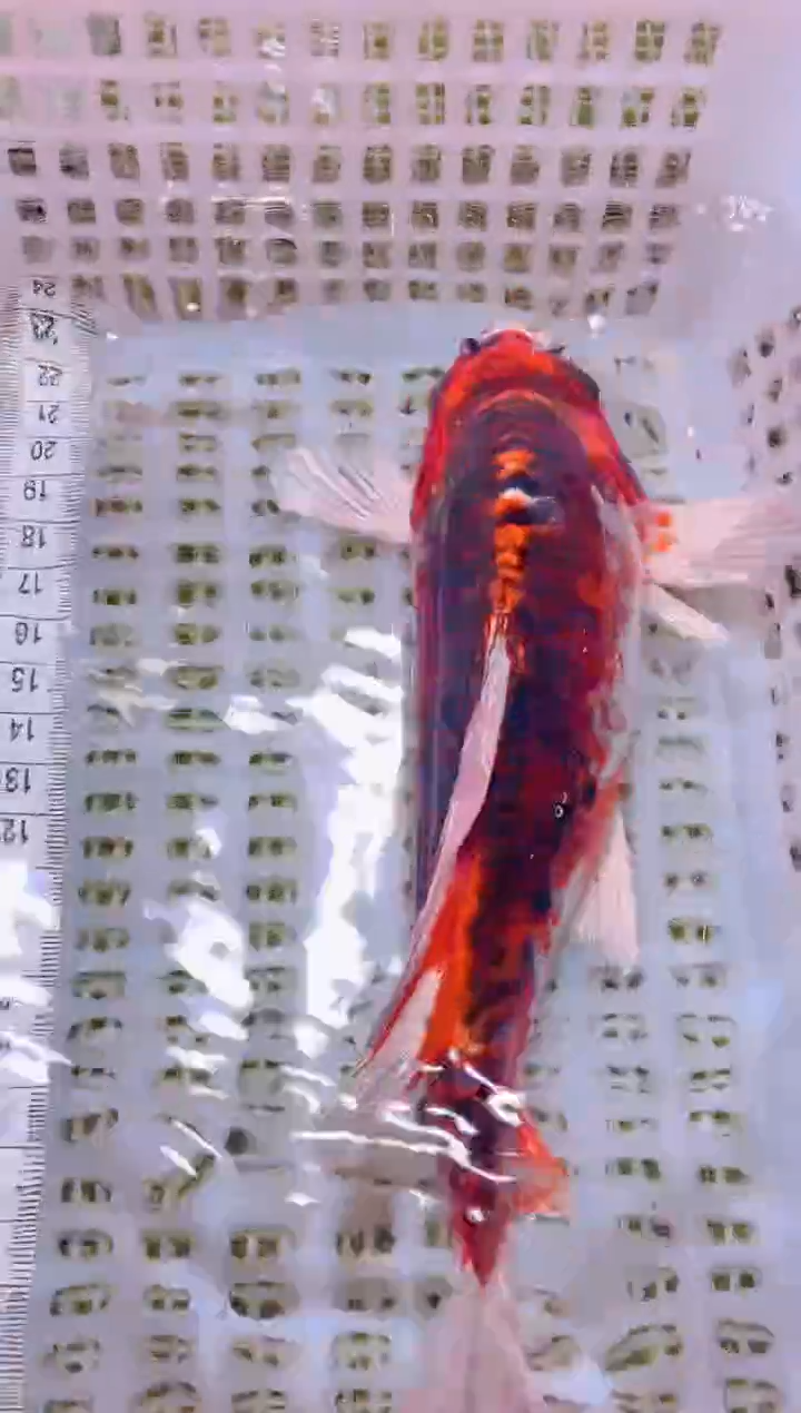 锦鲤冷水观赏鱼全场包邮61