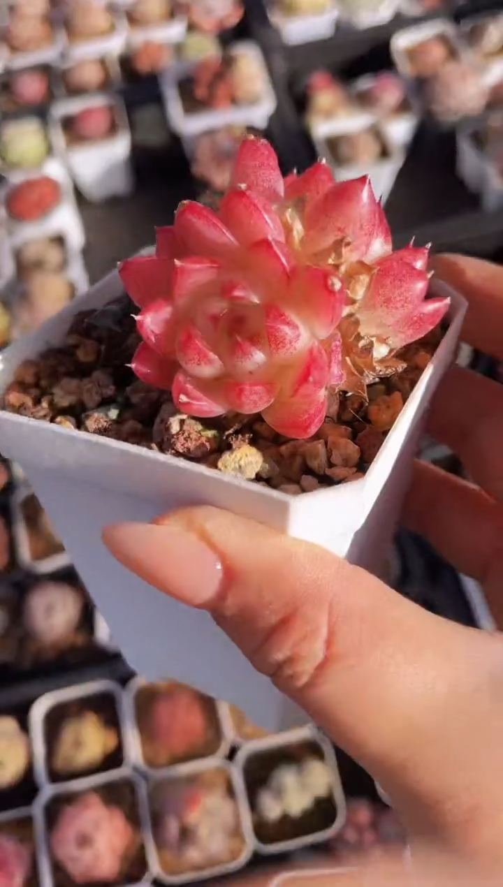 【闪购商品】548不知名多肉