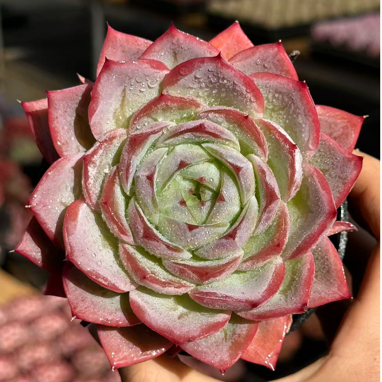 10#大玄冰优秀版多肉植物   前男友精品多肉 SM1455