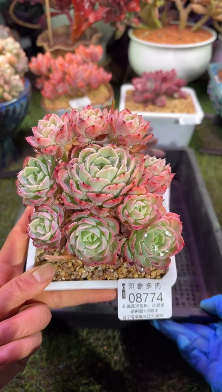 【闪购商品】08774