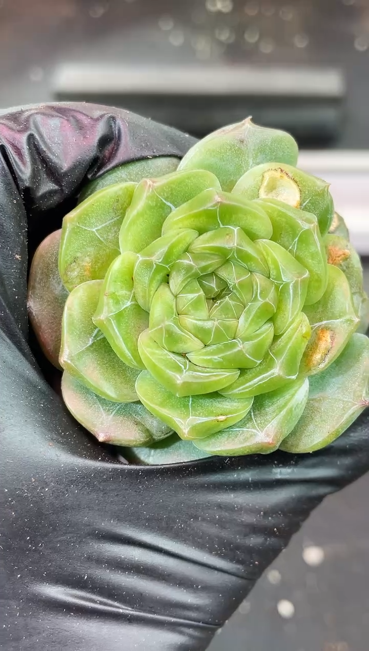 ?**?闪购2040  多肉一颗  厘米