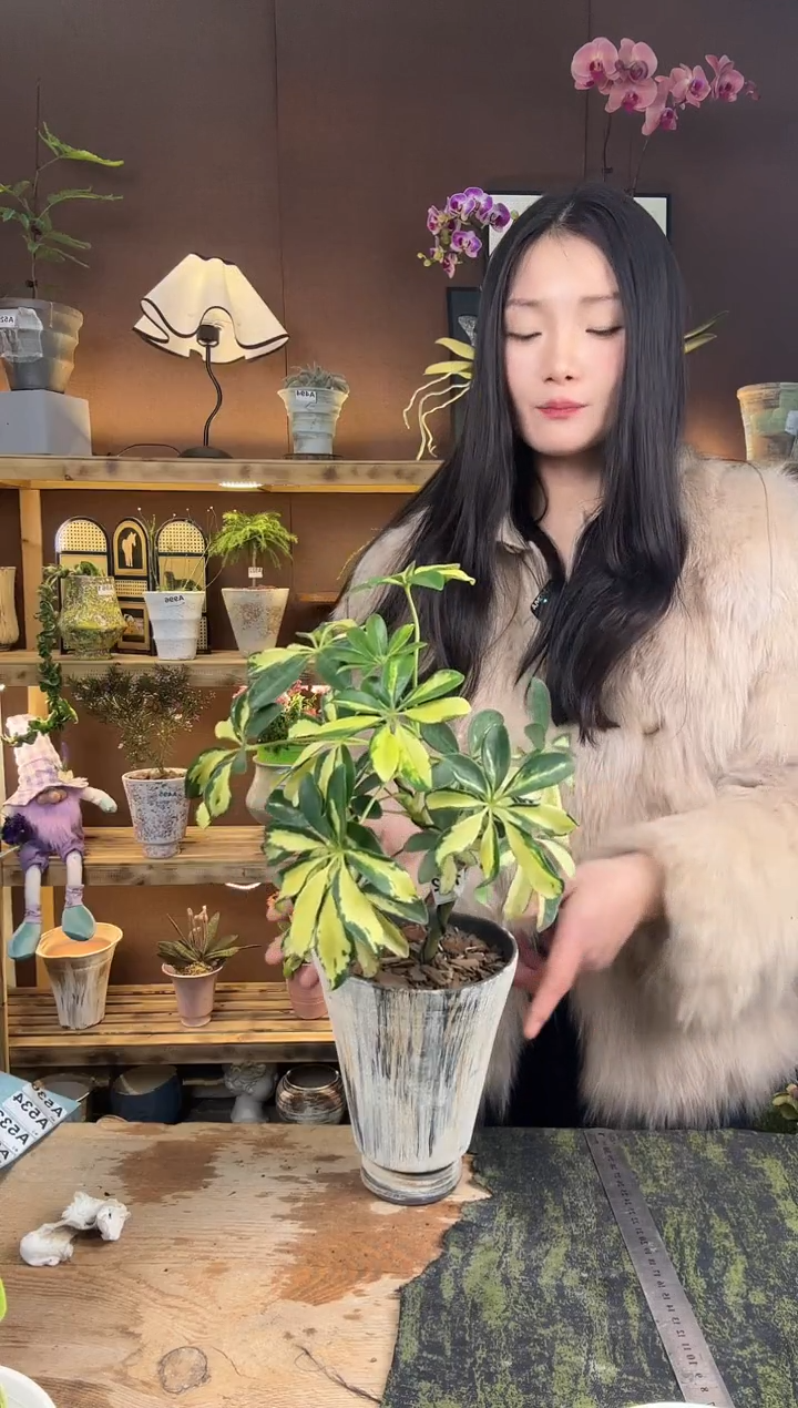 以实际为准小叶花鸭加盆一套122