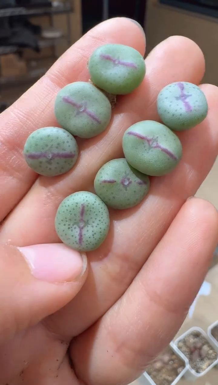 9-273多肉植物肉锥锦鲤红少将一颗