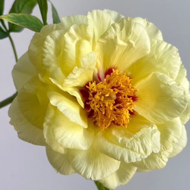 【海黄】对货对版山东精品牡丹花苗盆栽地栽