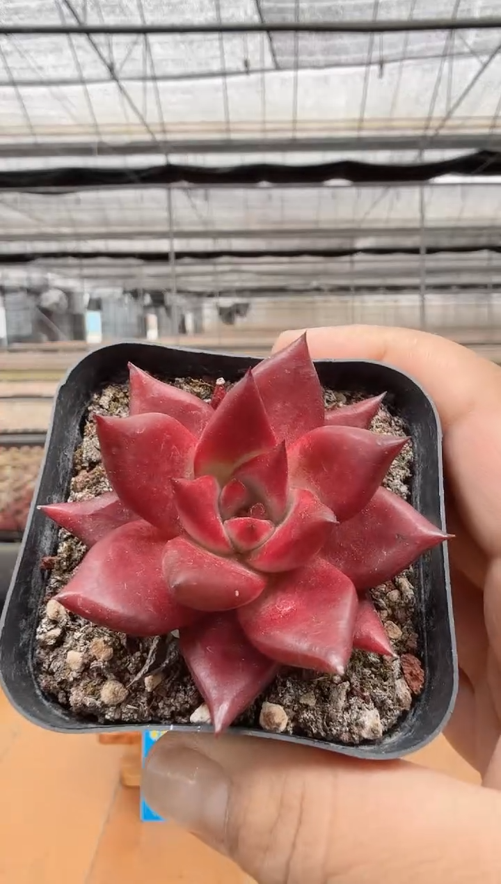 东云多肉园二店-04