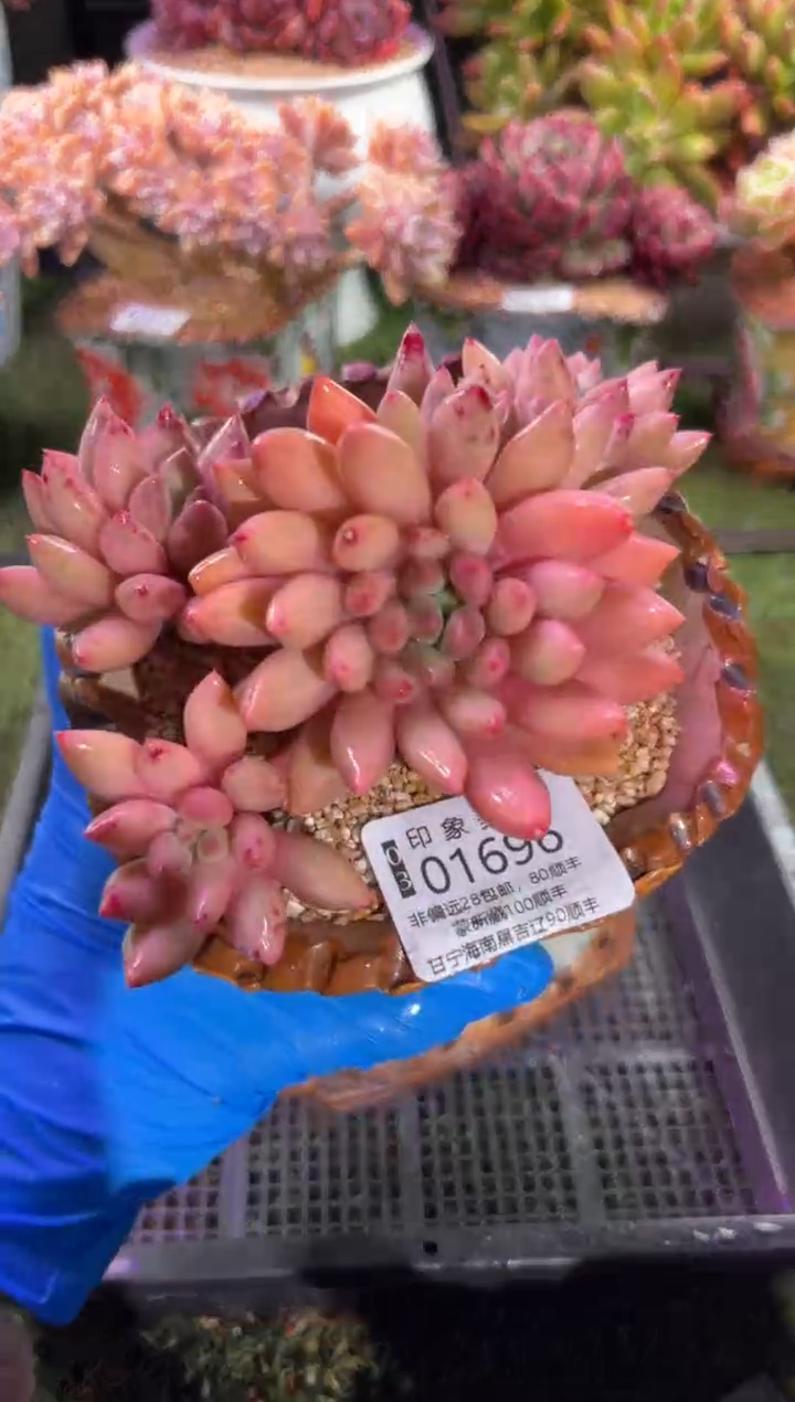 【闪购商品】01696