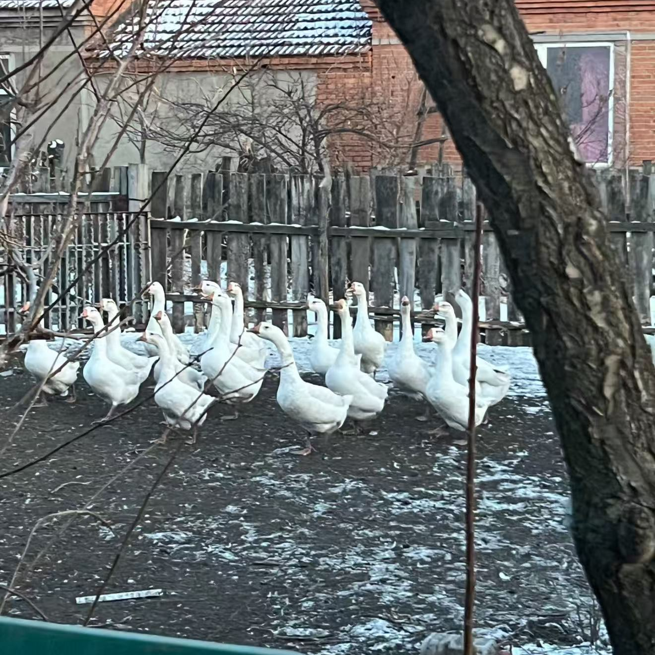 东北农家散养笨大鹅