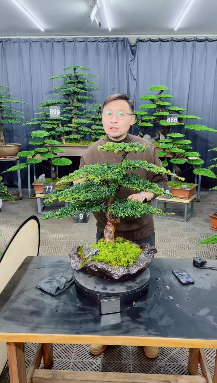 无花朵迎客松1111