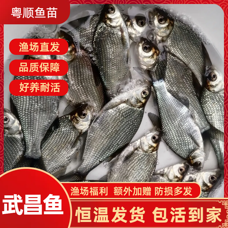 渔场直发 优质武昌鱼 沙边鱼 鳊鱼 三角鳊鱼 垂钓养殖观赏