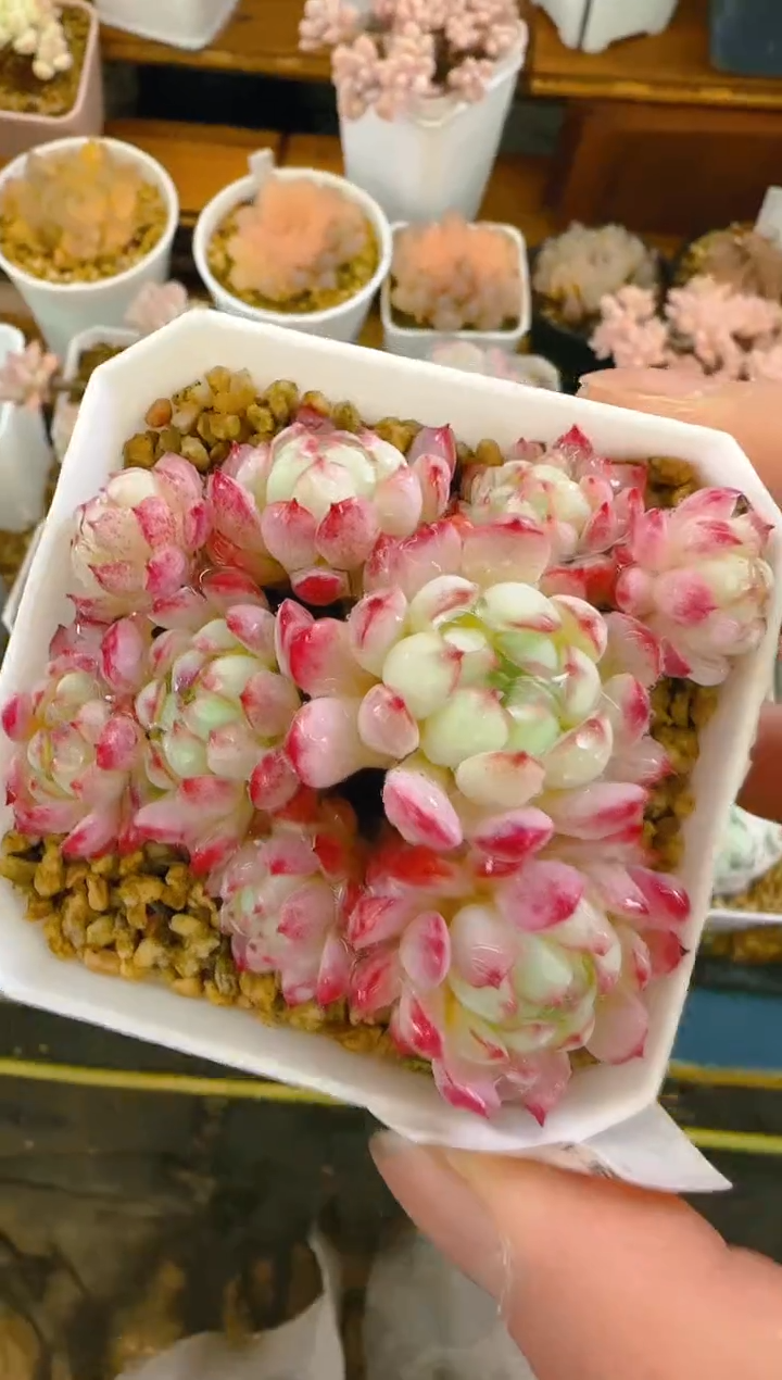 【闪购商品】凭—989—仙农(小红包)