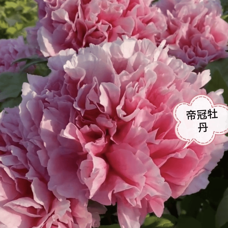 【帝冠】正宗洛阳重瓣牡丹花苗北方耐寒室内盆栽地栽庭院花卉牡丹苗