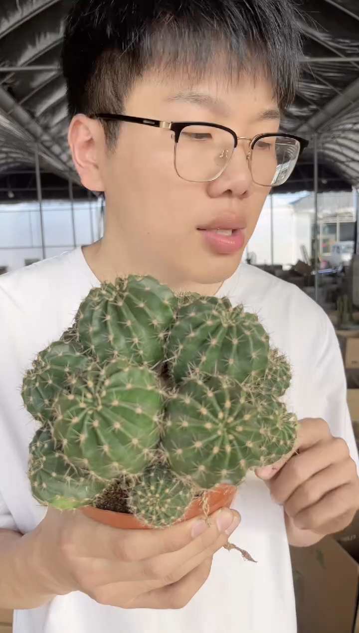 【闪购商品】大号 席克氏彩草群生 12-15cm