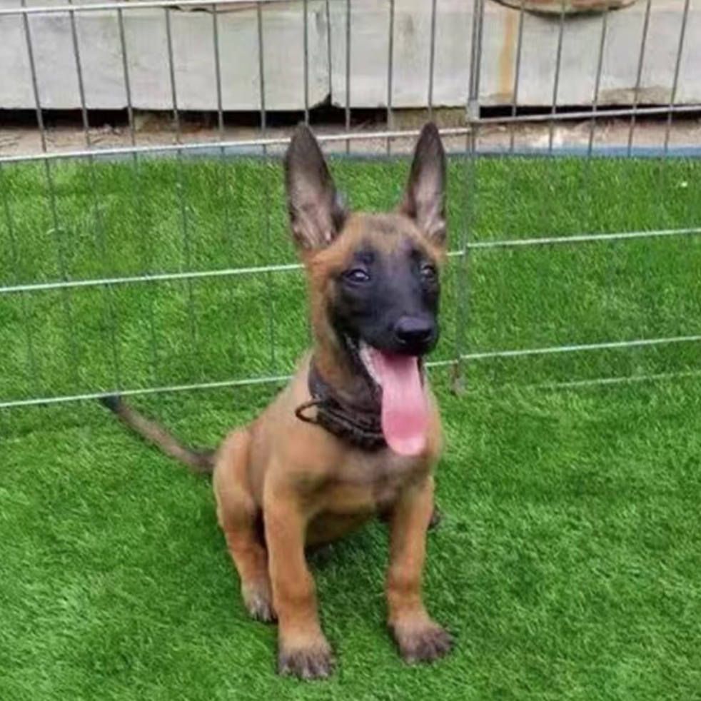 【王权犬业】可爱宠物活体狗狗