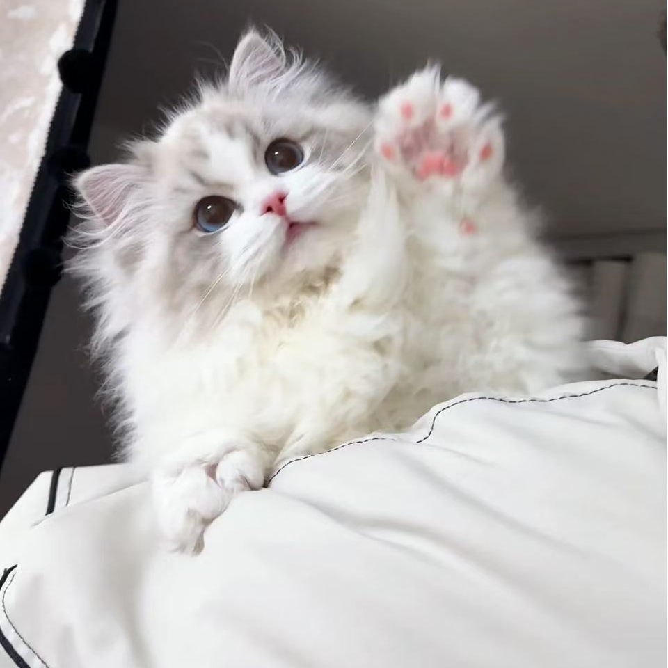 （兜里有猫家）猫咪活体