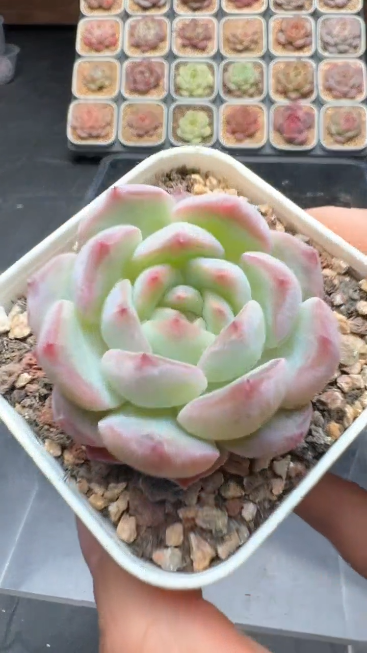 【闪购商品】152号珍妮多肉一物一拍3单包邮