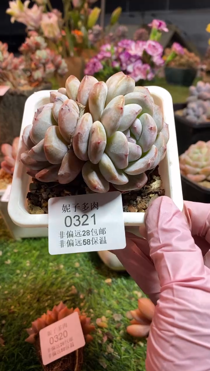 【闪购商品】0321a