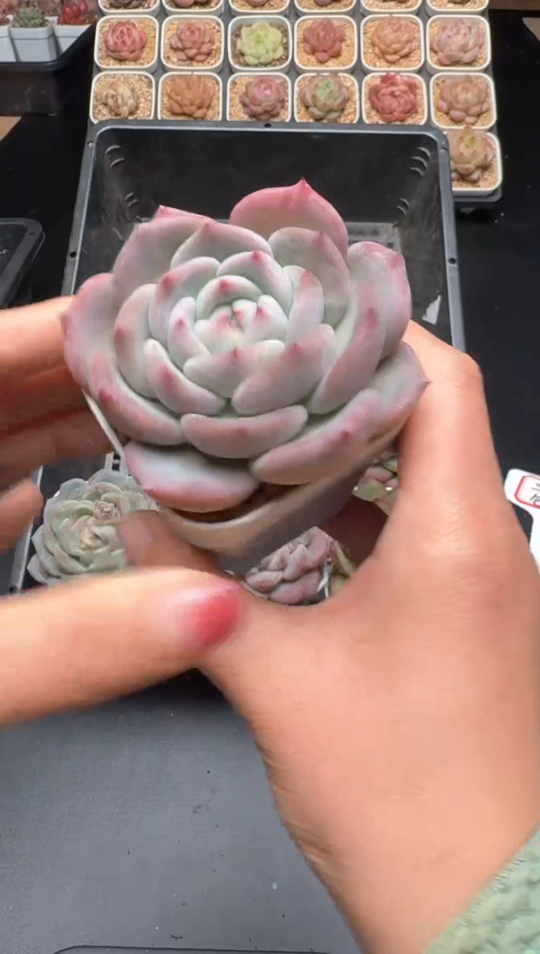 【闪购商品】999号 珍妮杂交多肉 花卉植物