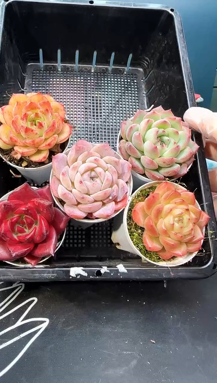 3  560  多肉  5 颗