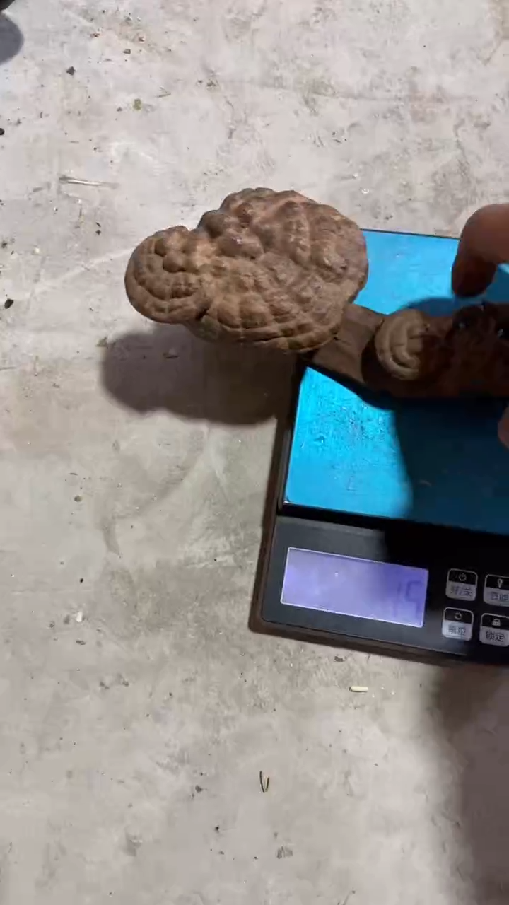 【闪购商品】金刚菩提吊坠精品好物精选