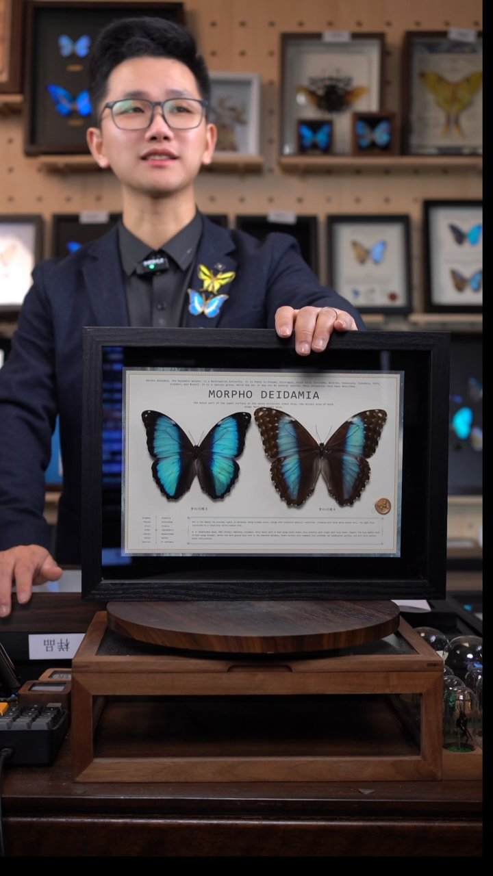 蝴蝶标本摆件竞拍梦幻雌雄d416