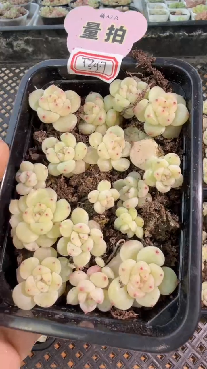 T347 切糕1盒 量拍多肉植物