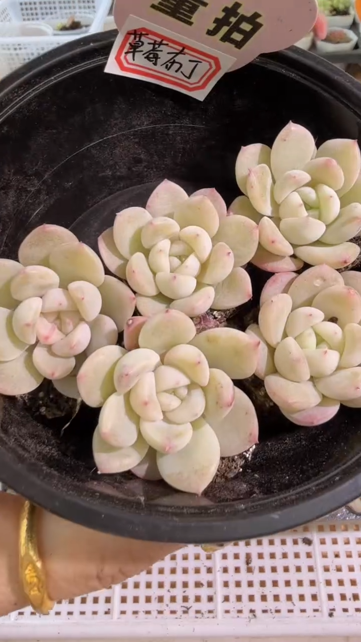 草莓布丁 单双混 5颗量拍混发 满9.9包邮