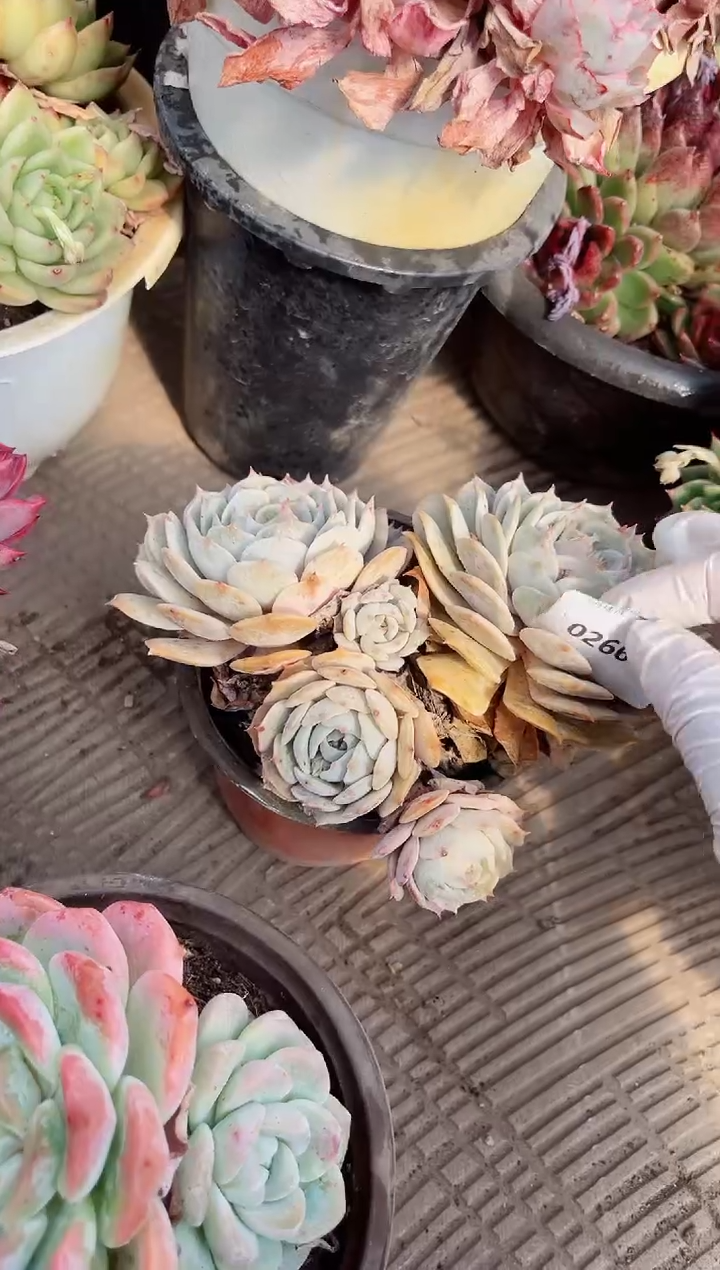 【闪购商品】02668