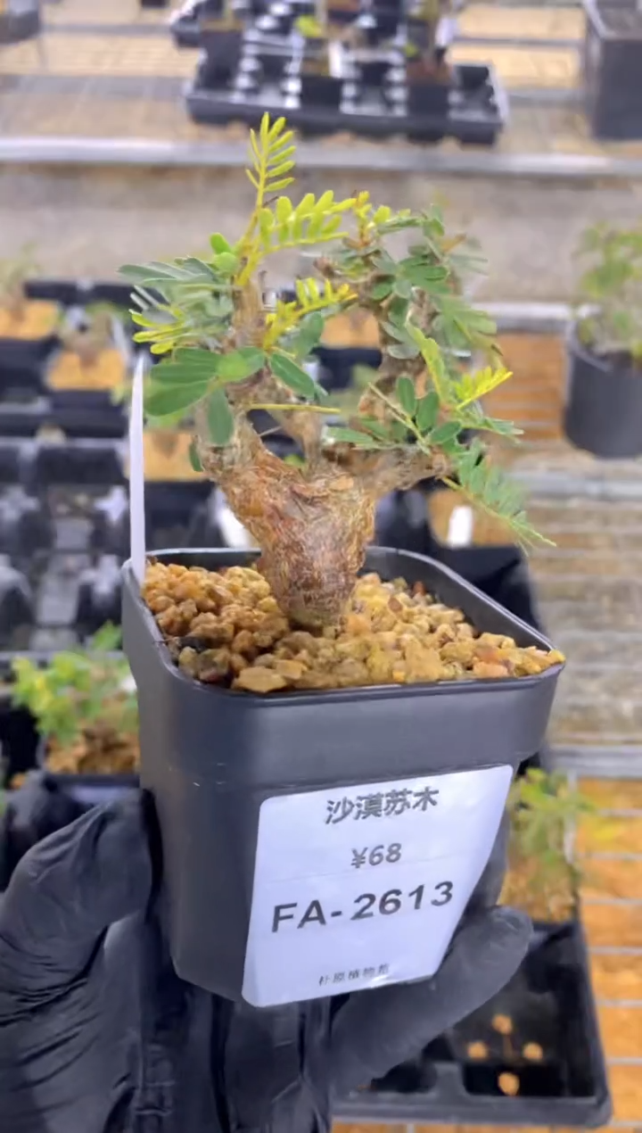 【闪购商品】沙漠苏木FA-2613