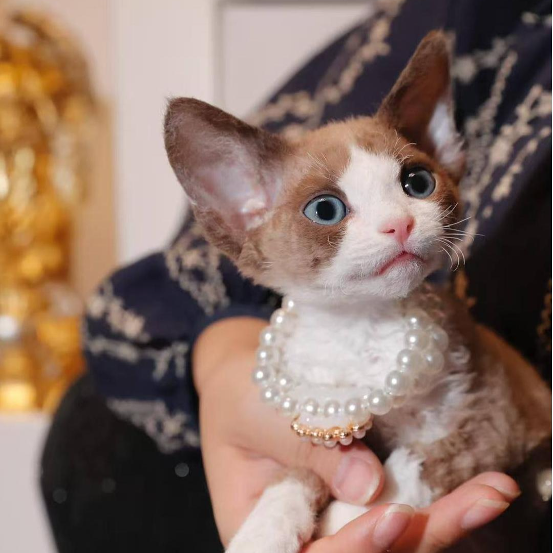 喵喵星球 德文缅因渐层链接