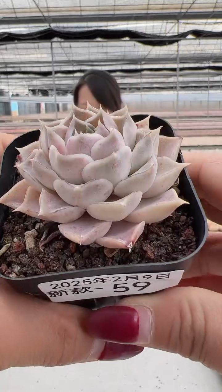 【闪购商品】新款多肉-59