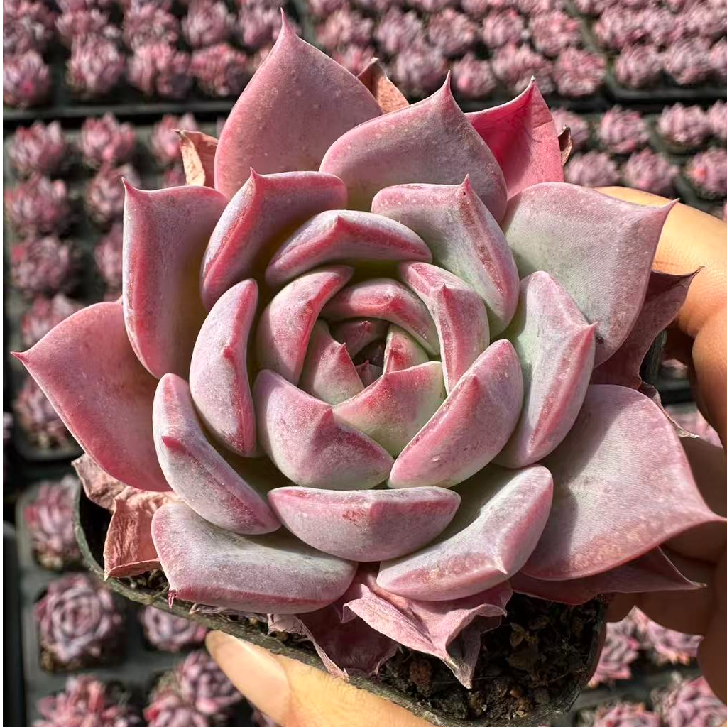 5#127单头及多头起多肉植物 前男友精品多肉 E127