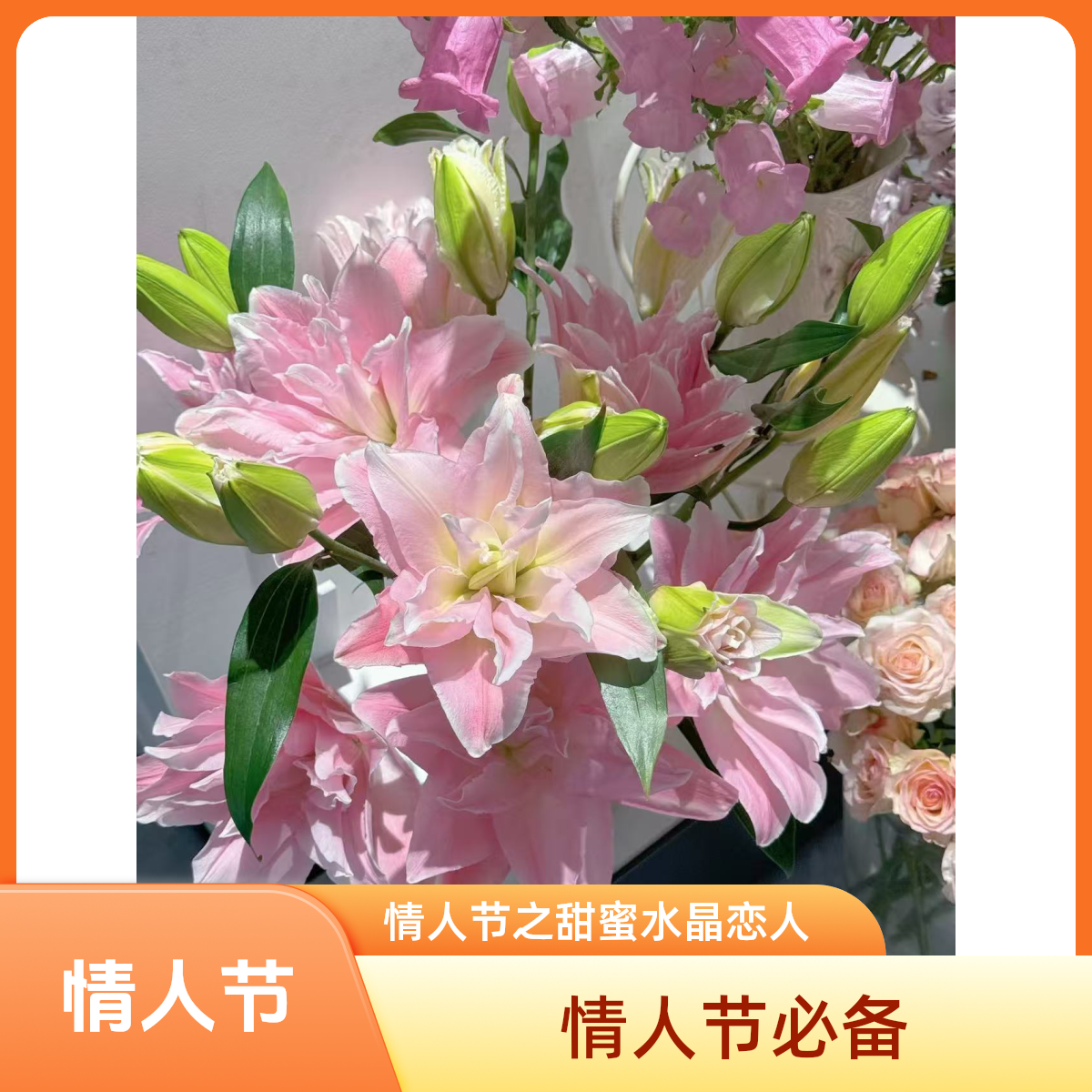 《优选》贵妃重瓣香水百合花【颜色和当地温度气候有关系】