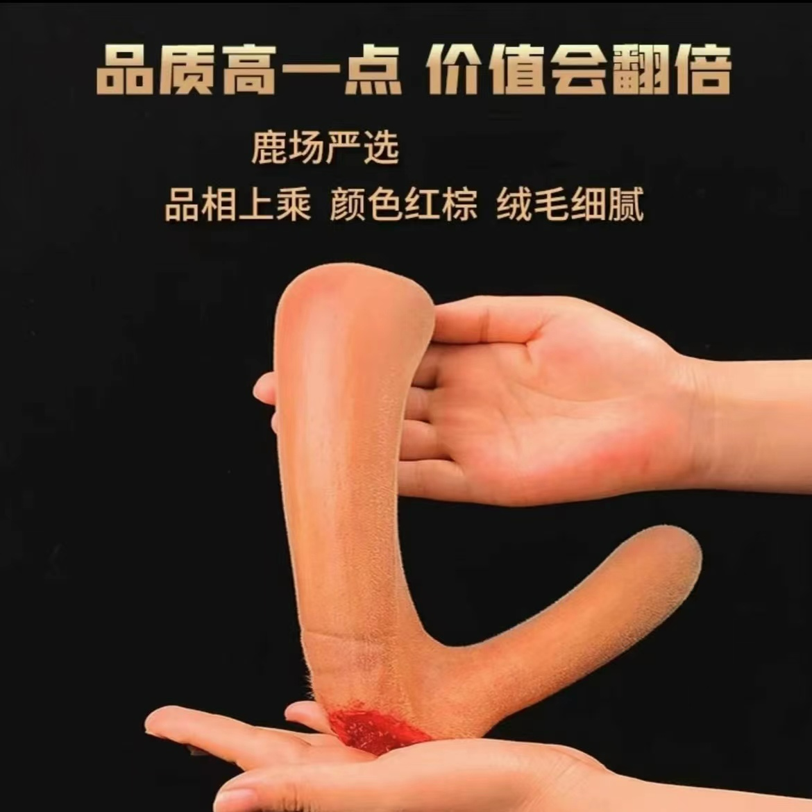 东北鹿乡 新鲜鹿茸 鹿茸中断 泡酒 煲汤 产地直发