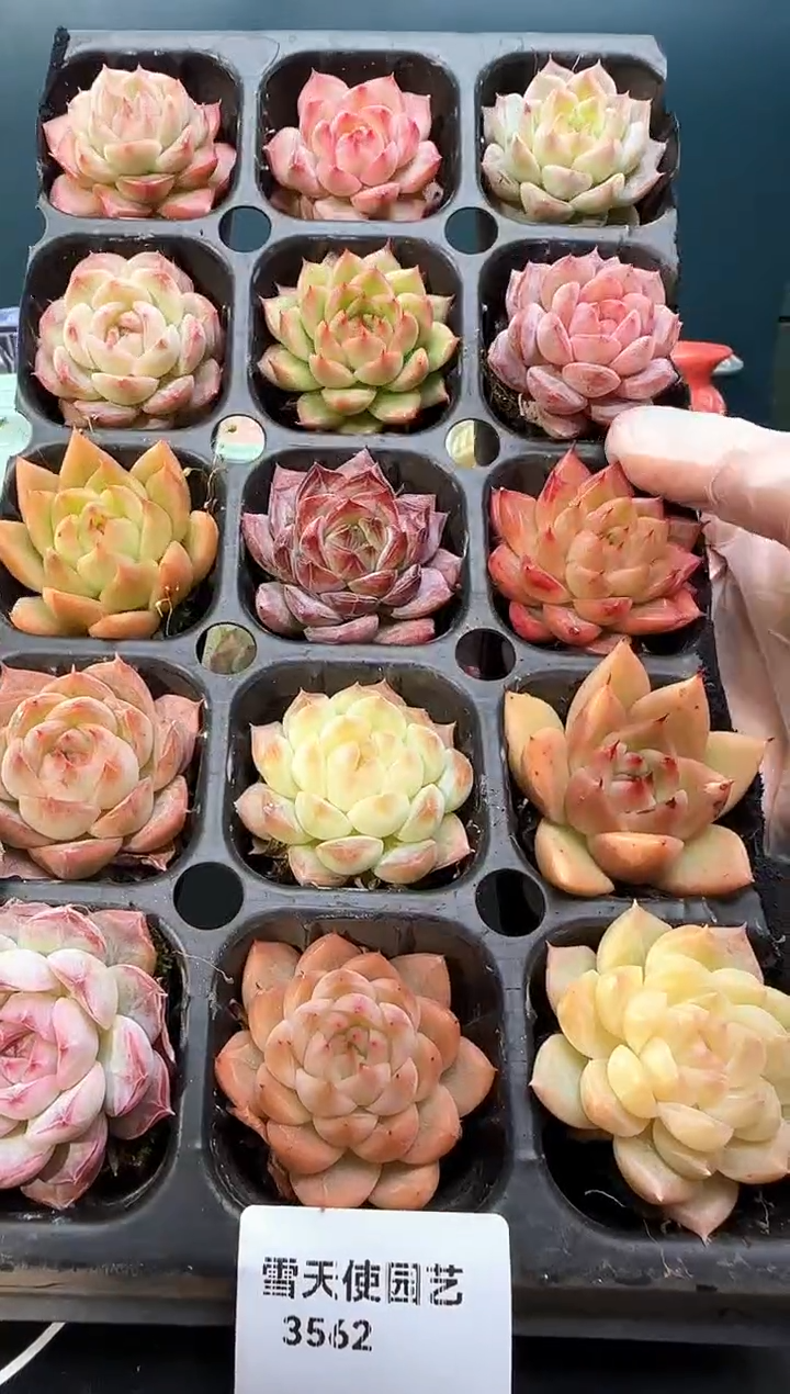 3 562   多肉 15  颗