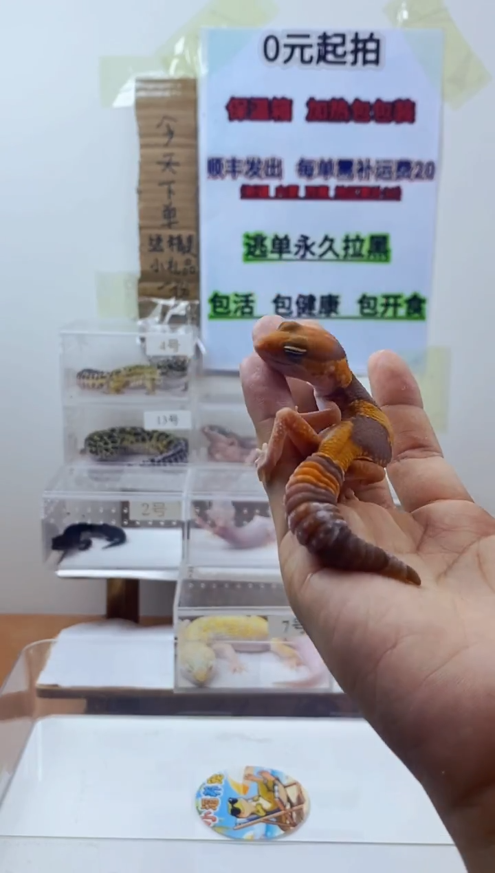 豹纹守宫豹纹守宫可爱幼苗亚成体成体肥尾