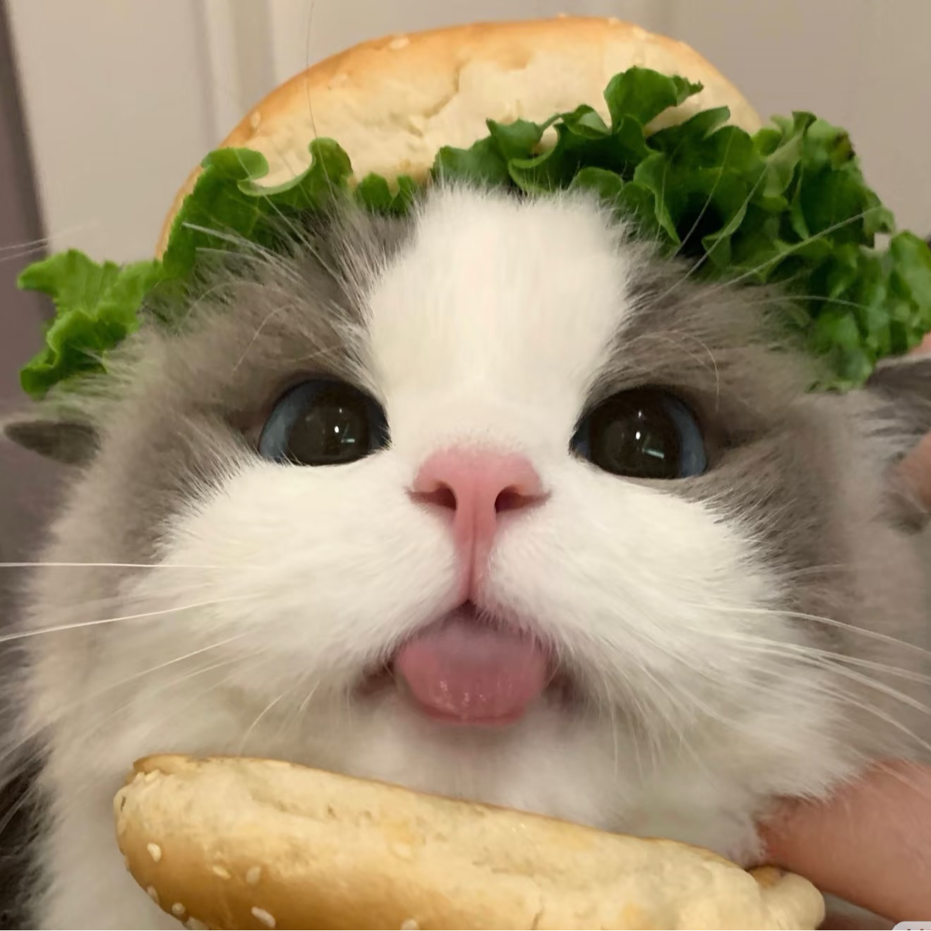 活体宠物猫咪布偶猫咪活体直播挑选