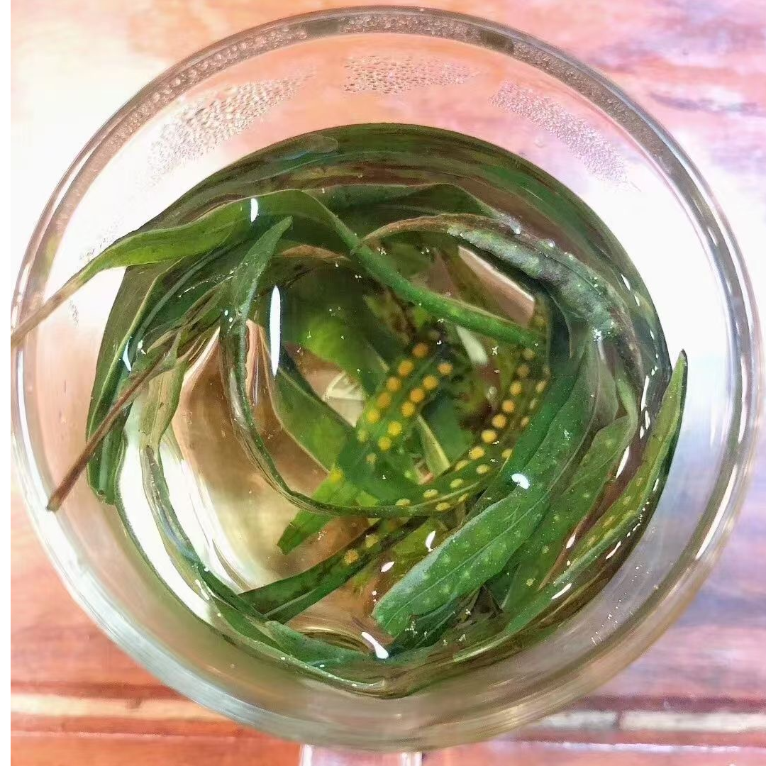 长白山   小叶茶