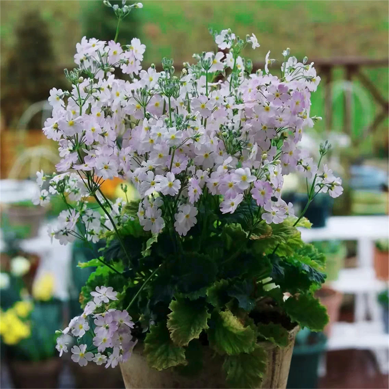 深山花奴【中苗】小花樱草耐寒报春苗耐寒楼顶阳台庭院樱草春节开